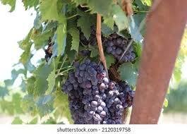 Texas Grape 42G-mrp-25-osp-25