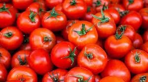 Tomato-mrp-120-osp-120